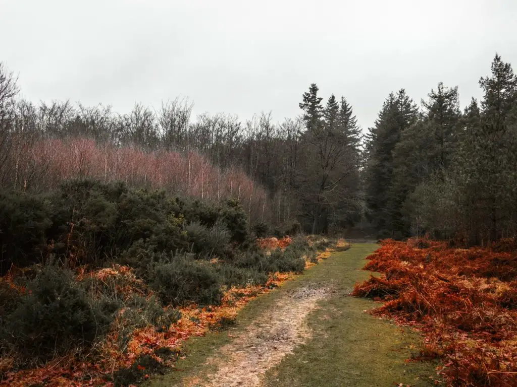 A green grass trail with colourful foliage on either side.
