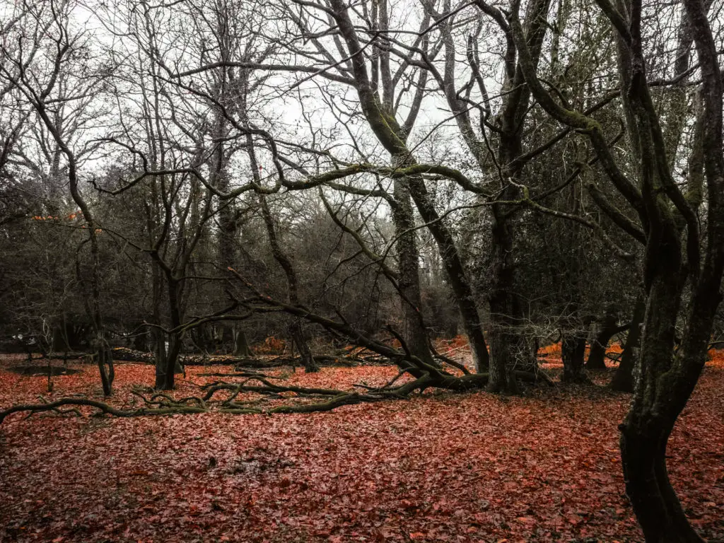 The ground is covered in orange leaves and surrounded by leafless trees in the New Forest.