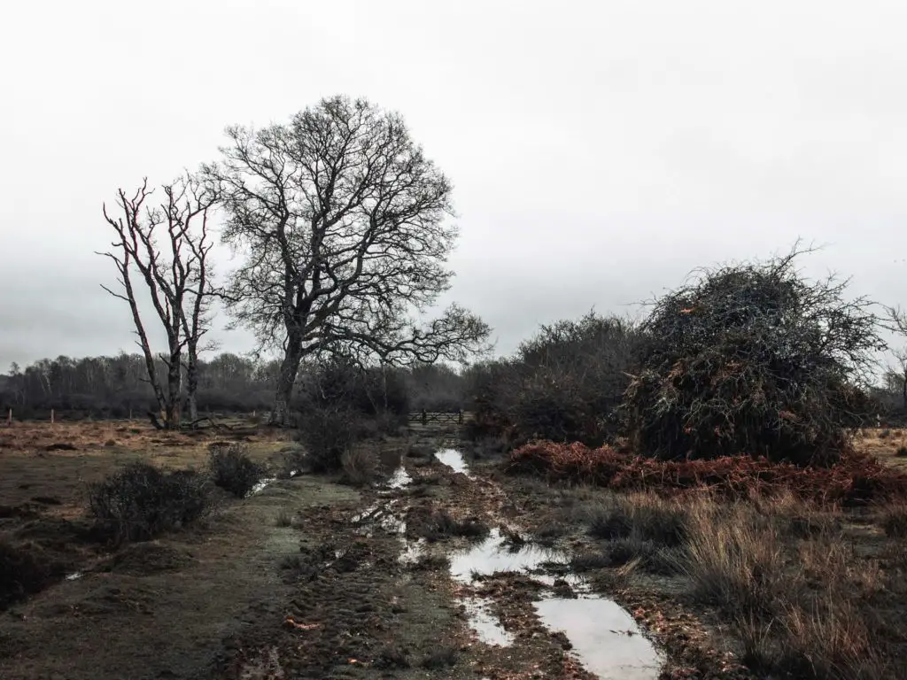 A water logged grass trail on an overcast day in the New Forest.