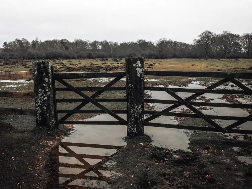A wooden gate leading to a marshy field. There is a big puddle under the gate.