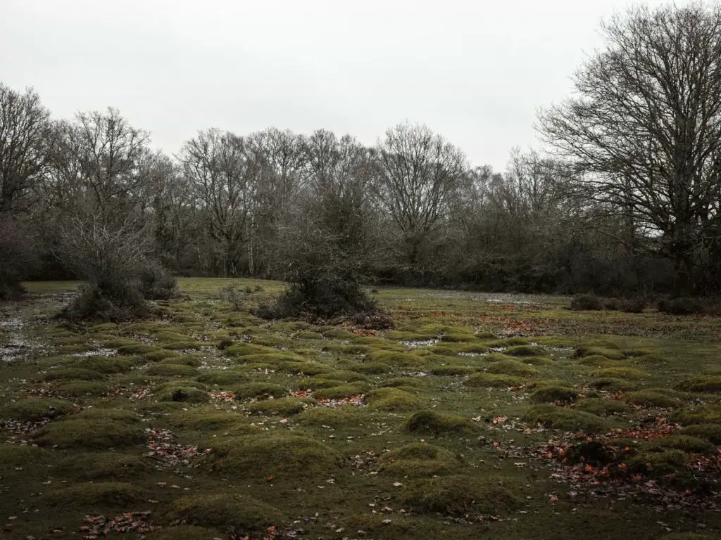 A green field with green lumps in the New Forest.