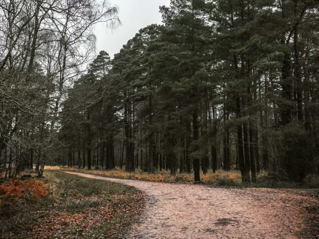 A gravel trail with tall trees on either side of it in the New Forest.