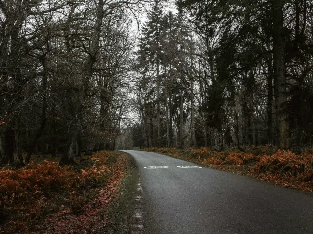 A road leading through lots of trees.