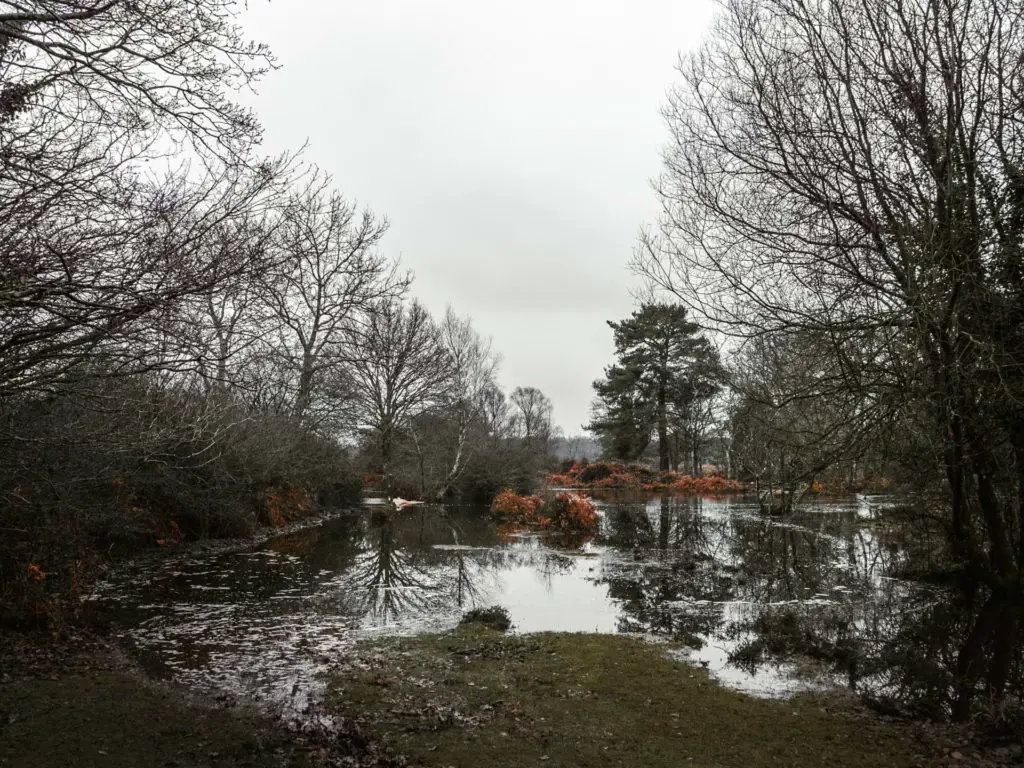 A flooded area of the trail on the walk from Brockenhurst to the tall trees in the New Forest.