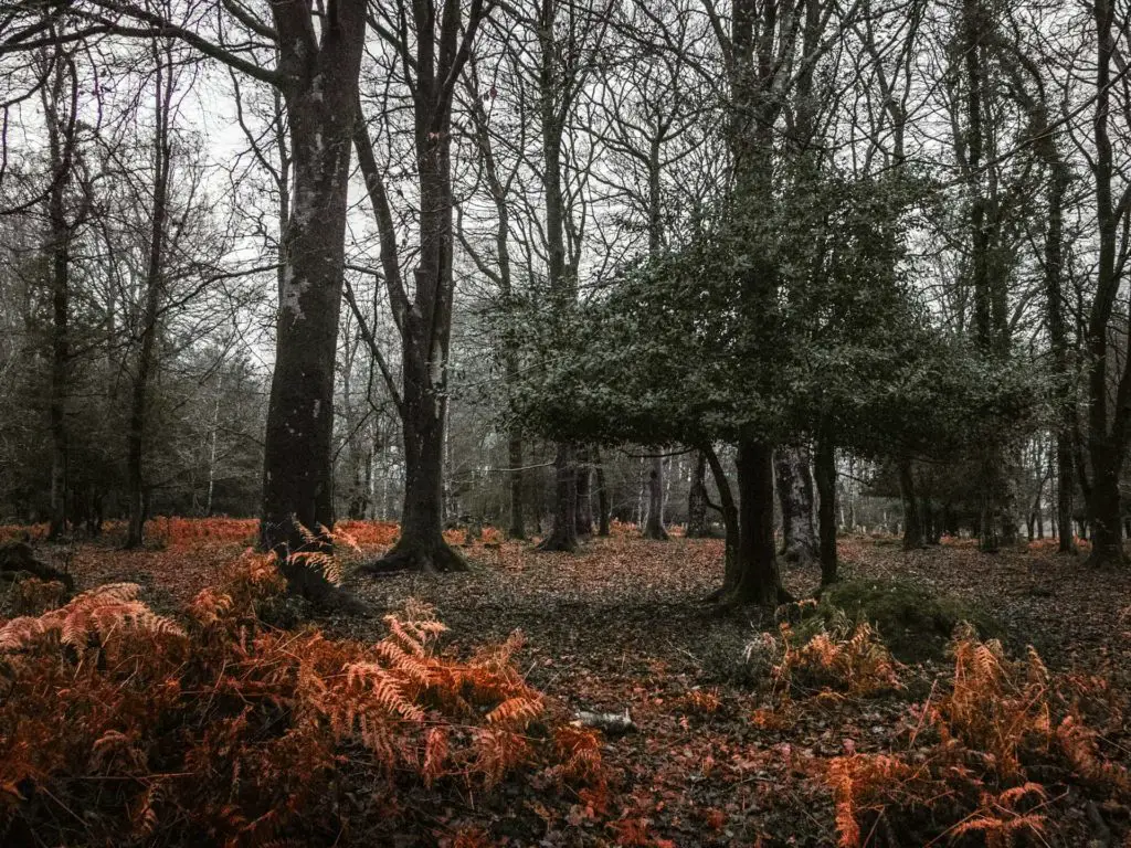 A very short tree amongst taller trees with some orange foliage on the ground in the New Forest.