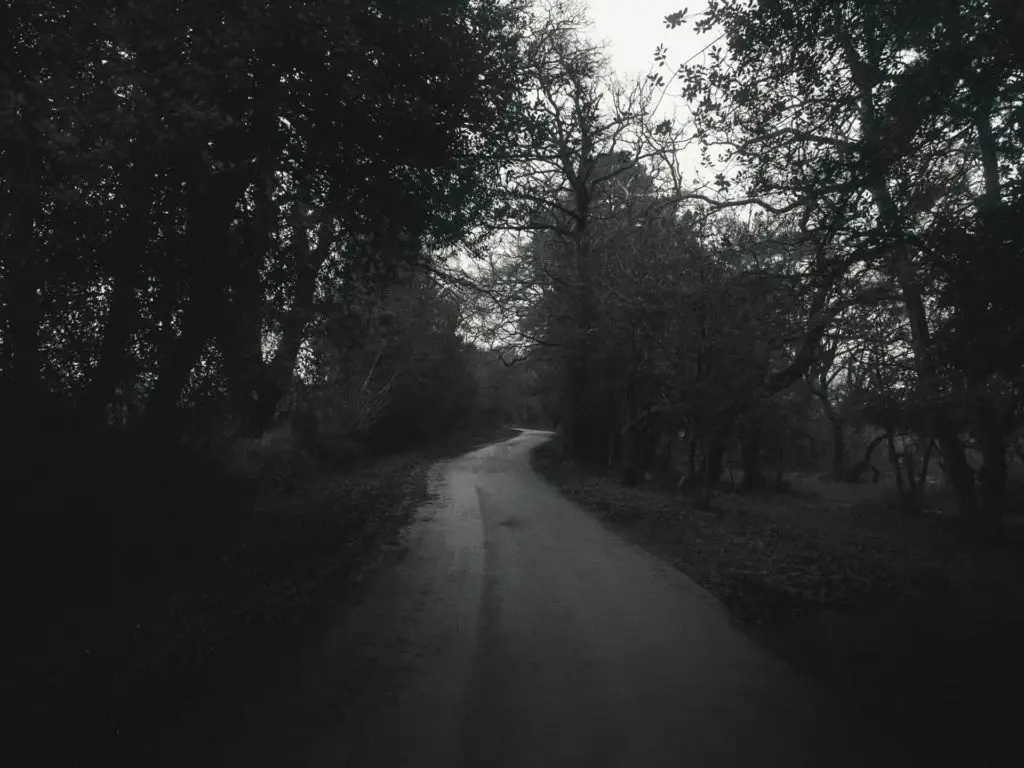 A long winding road through trees during low light and fog. 