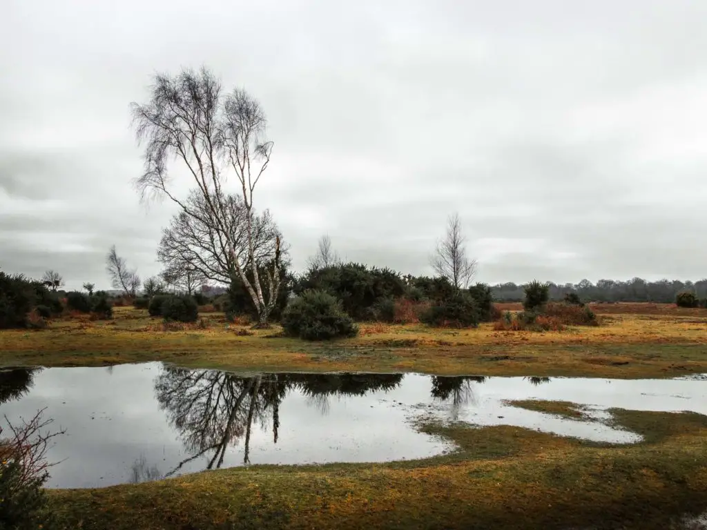 A water logged green field with a small tree and bushes on a cloudy day in the New Forest.