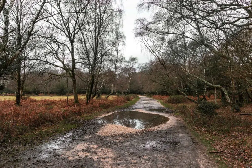 A trail with a puddle and trees on either side on the circular walk around Brockenhurst village.