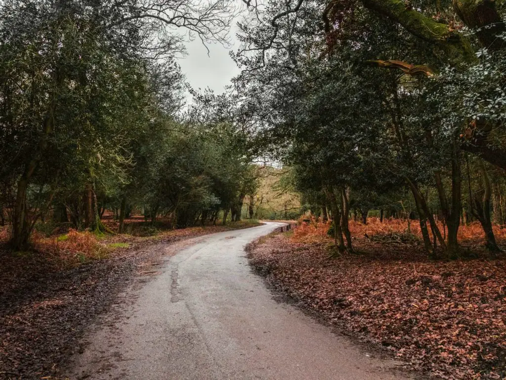 A winding trail with lots of trees on wither side and a ground covered in orange leaves in the New Forest.