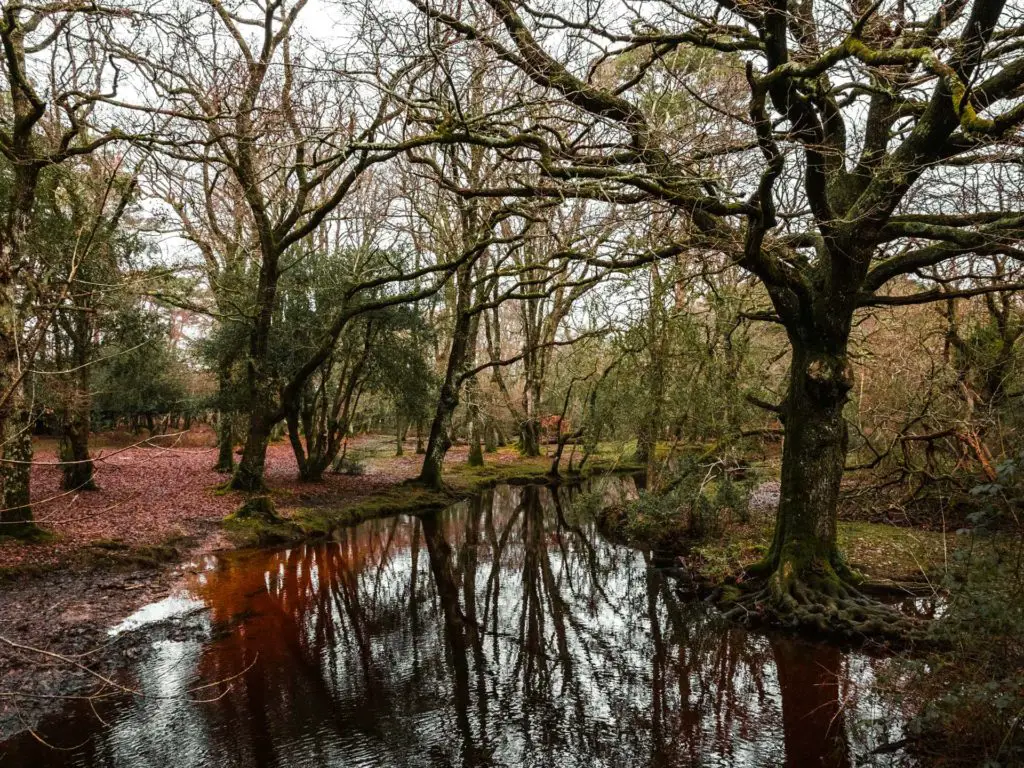 A body of water surrounded by trees in the New forest.