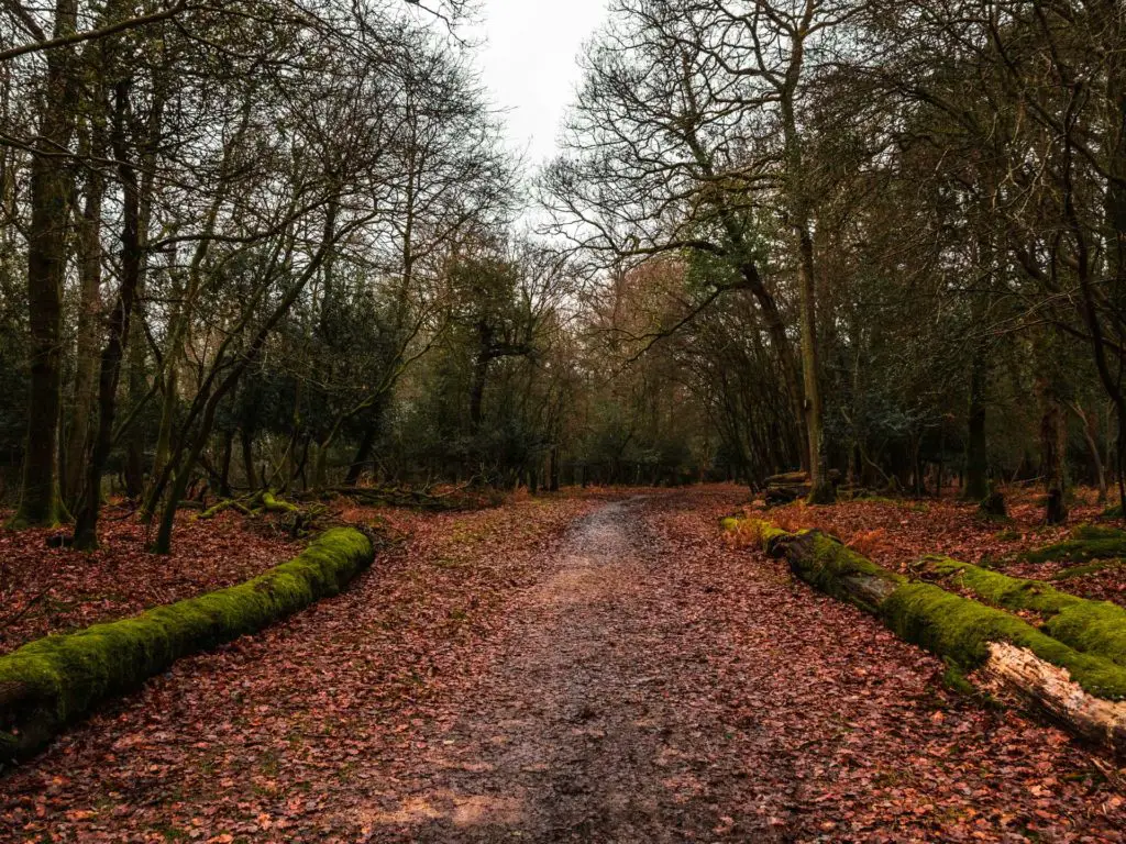 A trail covered in orange leaves with moss covered logs on wither side in the woods on the circular Brockenhurst village walk.