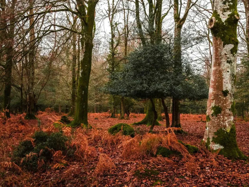 A small tree surrounded by tall trees and a ground covered in orange leaves and foliage on the circular walk around Brockenhurst village.