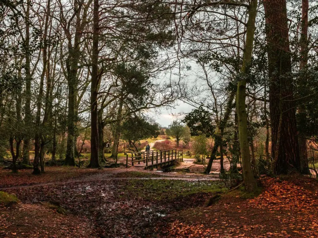 Standing in the woods with a bridge leading out of the woods in the New Forest.