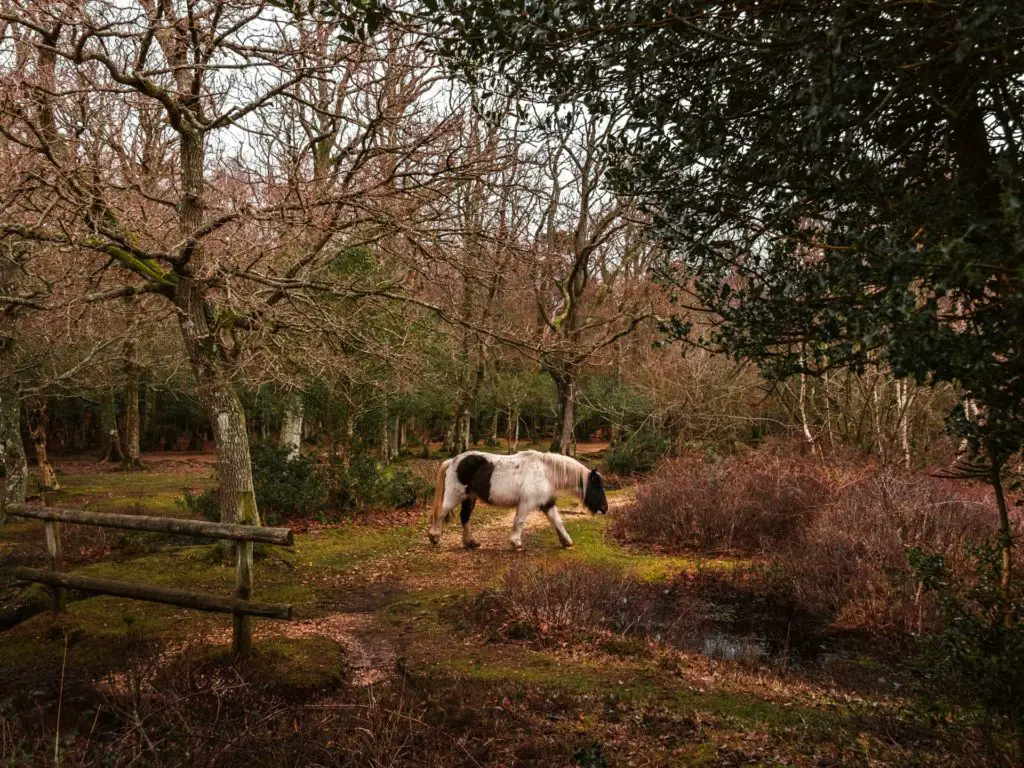 A white pony with brown patches grazing in the New Forest surrounded by trees.