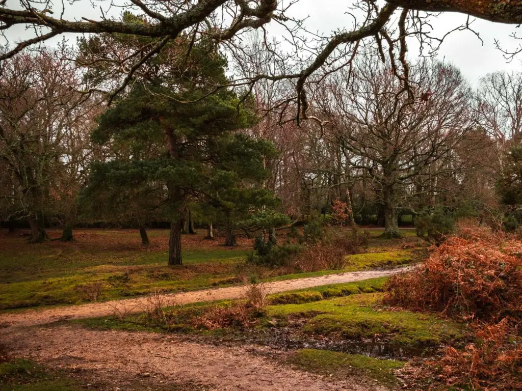 A walking trail T-junction with a few trees and some foliage on the circular walk around Brockenhurst village.