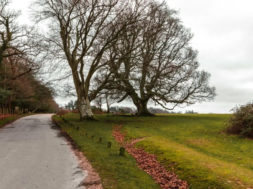 The asphalt road next to a green field with two bug leafless trees in the New Forest.