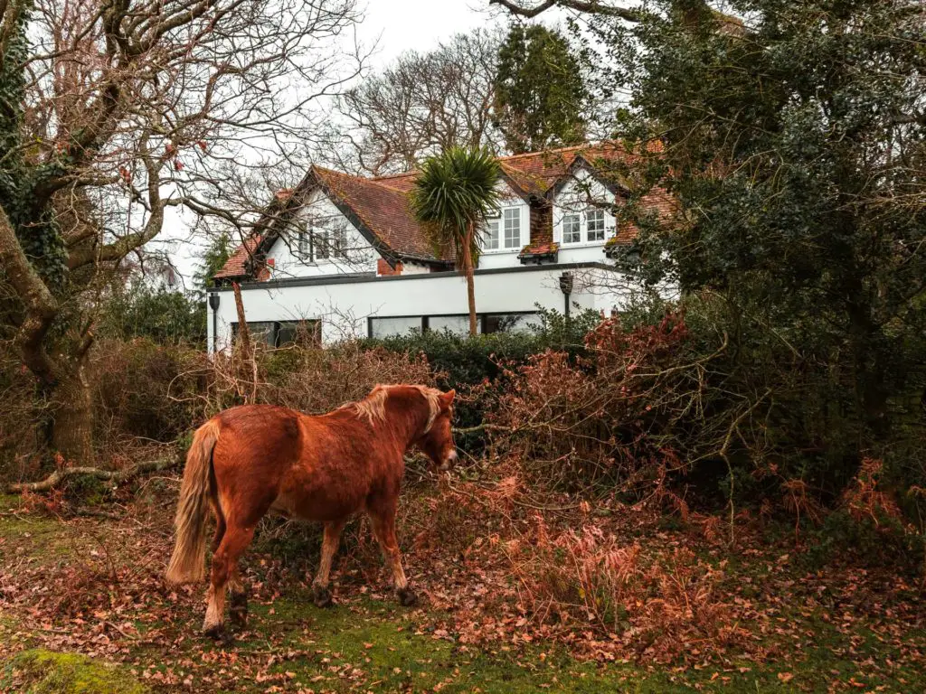 A red/brown pony grazing outside a house in the New Forest.