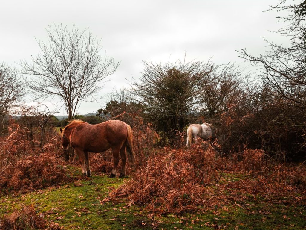 A white pony and brown pony grazing amongst brown/orange foliage in a green field in the New Forest.