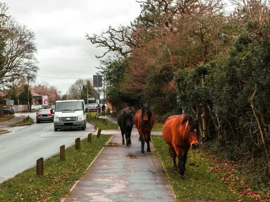 Three ponies walking along the pavement next to the road in Brockenhurst village. There are cars driving along the road.