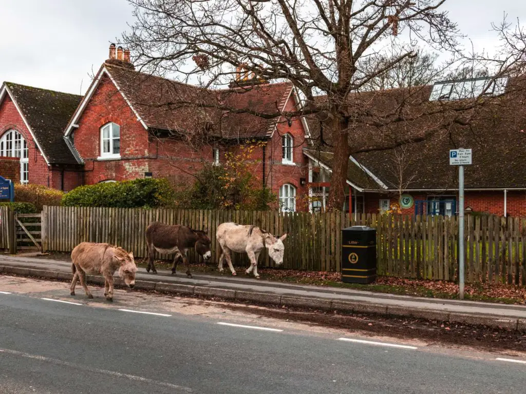 Three donkeys walking along the pavement and road in Brockenhurst village.