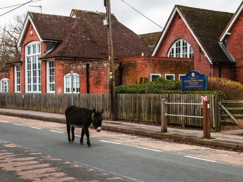 A black donkey walking in the middle of the road in Brockenhurst village towards the end of the walk.