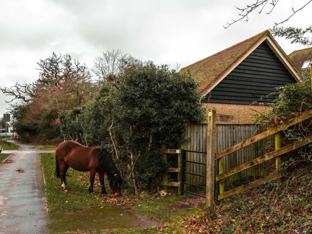 A brown horse grazing on a small green patch next to the pavement in Brockenhurst. Just next to the horse is the walking trail with signage pointing along it.