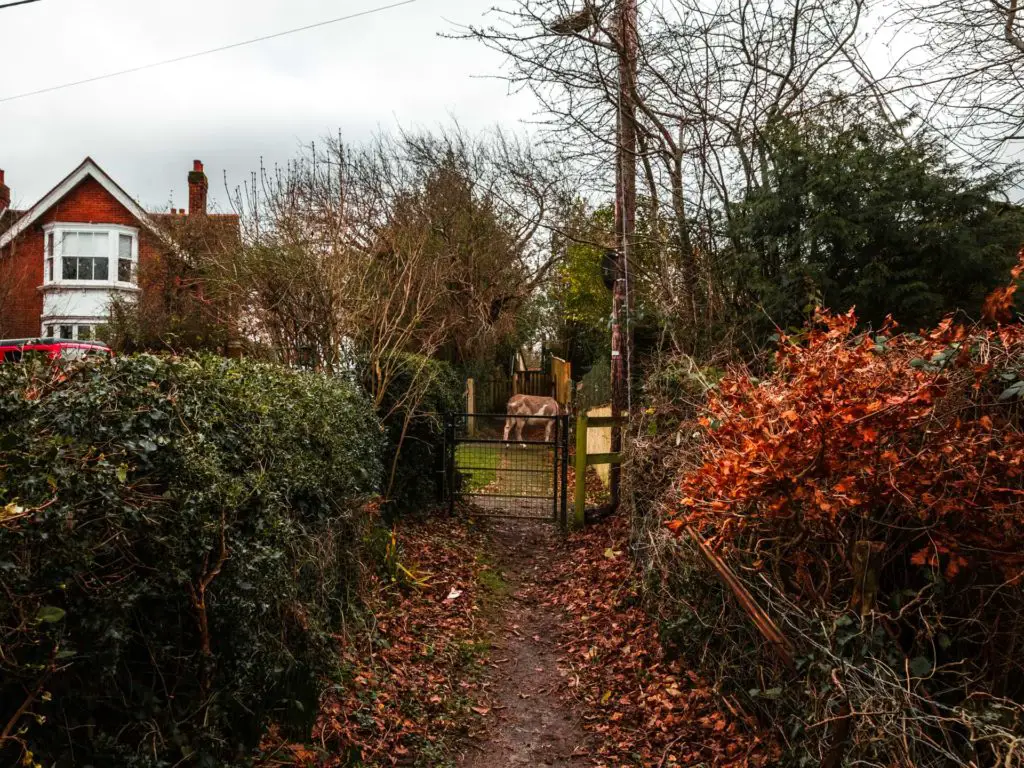 A dirt trail with hedges on either side leading to the gate and the end of the Brockenhurst village walk.