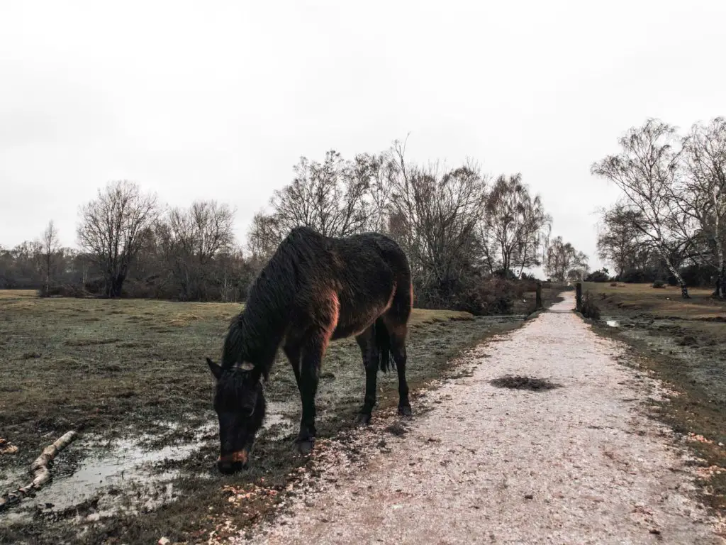A pony grazing next to a trail in the New Forest.