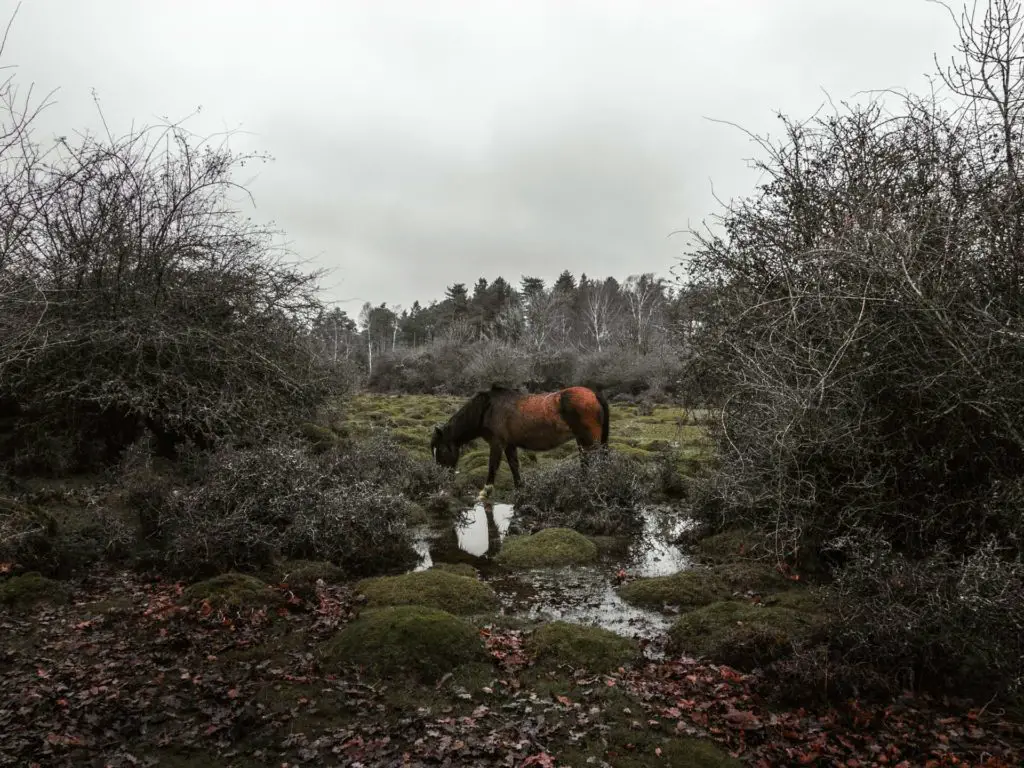 A New Forest horse grazing in a marshy field on an overcast day. 