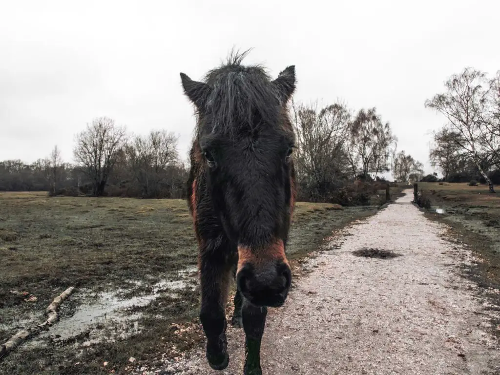 A pony walking towards the camera in the New Forest