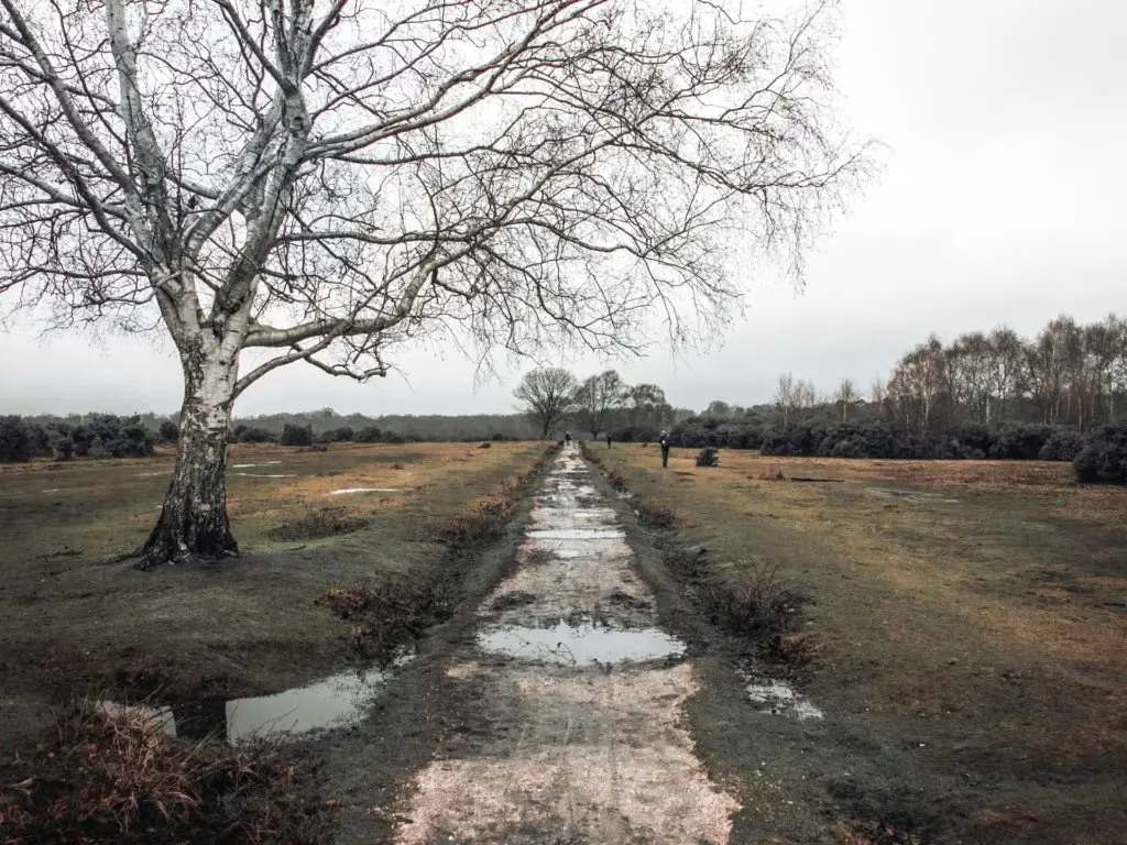 A dirt trail on the walk from Brockenhurst to the tall trees trail in the New Forest.