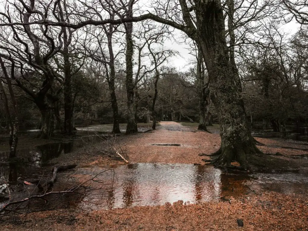 A large puddle of water covering the trail on the walk from Brockenhurst to the tall trees in the New Forest.