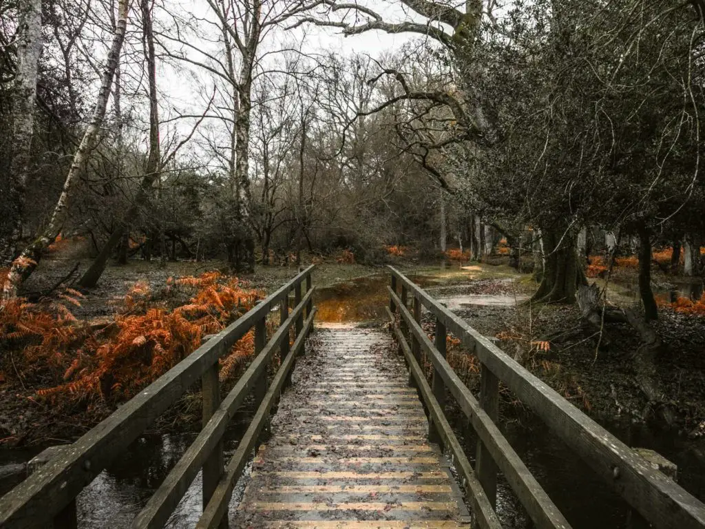 A wooden bridge surrounded by trees and orange foliage in the New Forest.