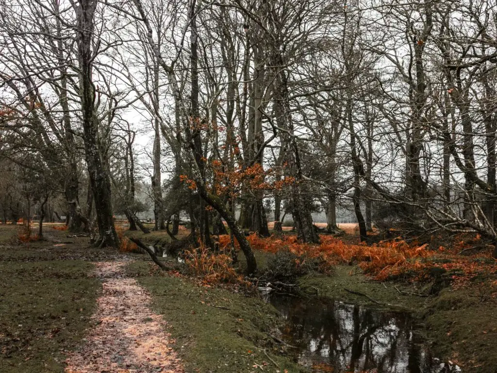 A dirt trail running alongside a stream of water in the New Forest.