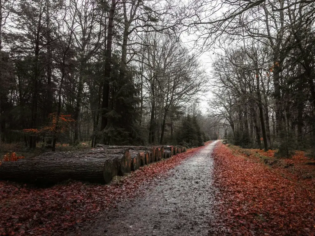 A long first trail with orange leaves on the ground either side of it and logs on the left side in the New Forest.