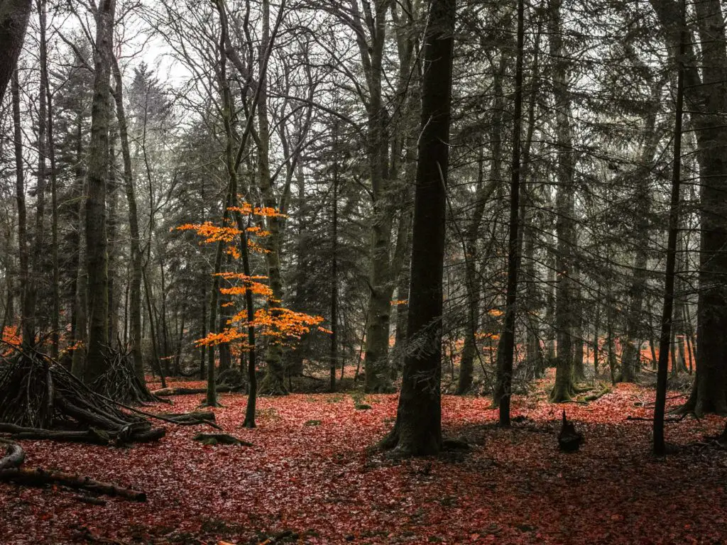 A small tree with peach coloured leaves amongst the taller trees on the walk along the tall trees trail in the New Forest.