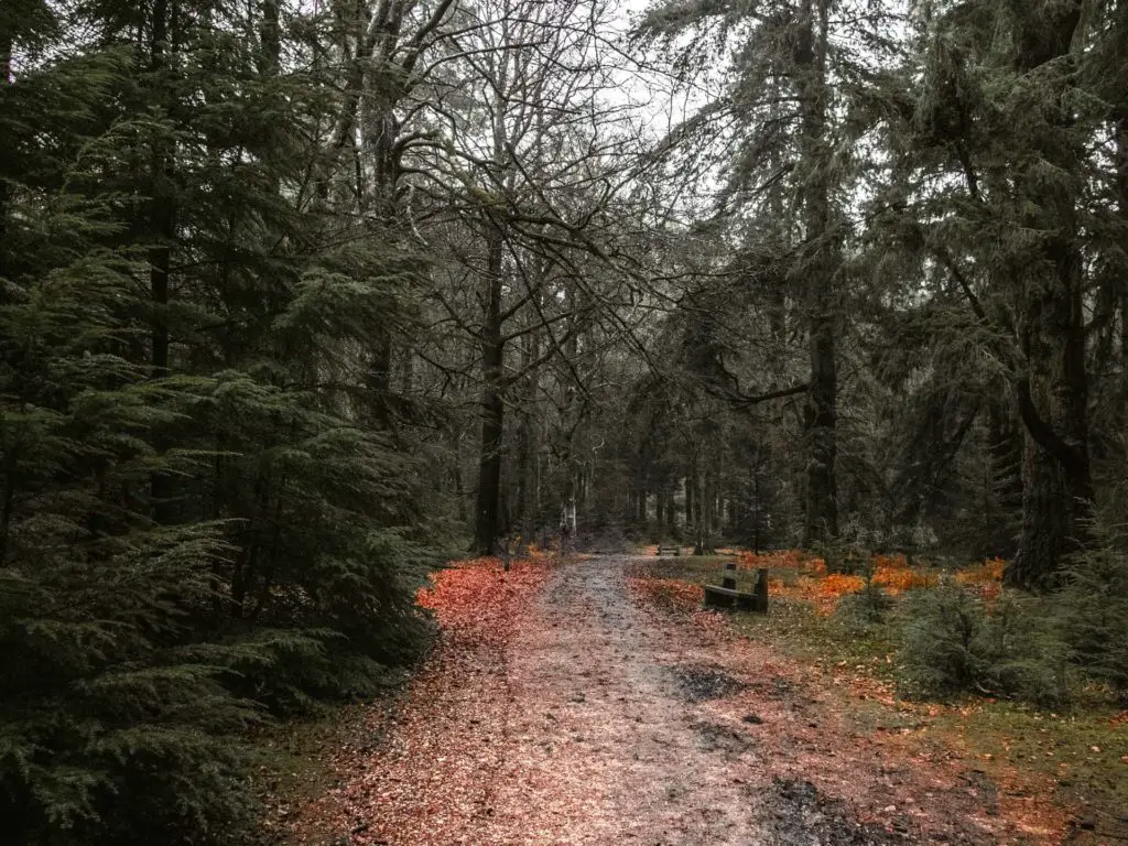 The tall trees trail in the New Forest with a bench next to the trail.