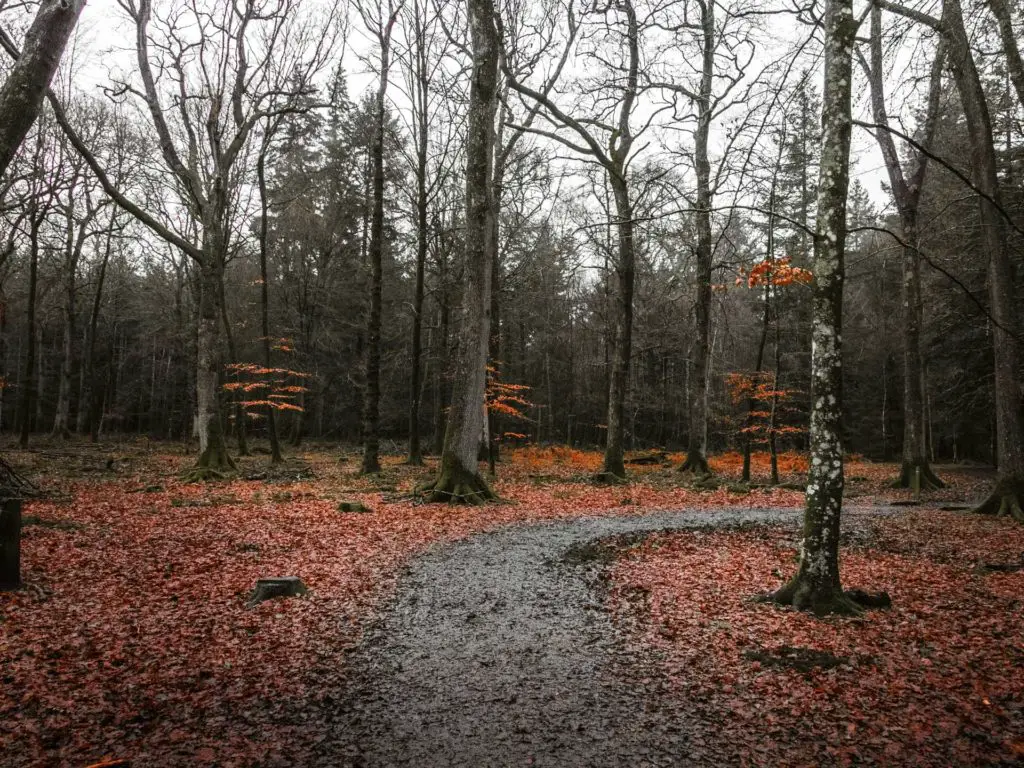  A few small trees with peach coloured leaves on the walk along the tall trees trail in the New Forest, and lots of orange leaves on the ground.