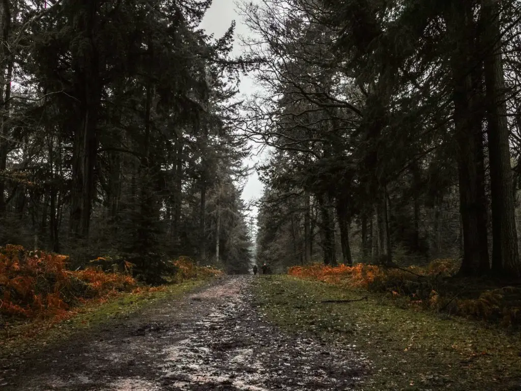 A dirt trail under tall trees in the New Forest.
