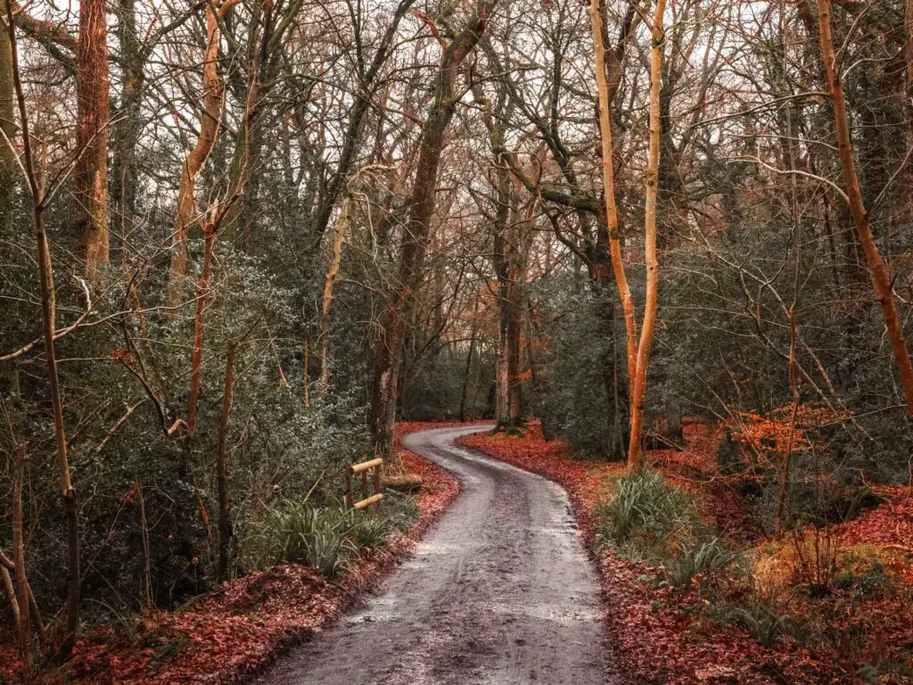 A zigzag walking trail in the New Forest, surrounded by leafless trees.