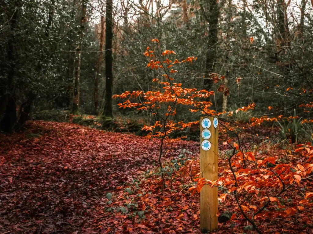 Signage pointing to the walking g trails in the New Forest. The ground is covered in red/orange leaves.