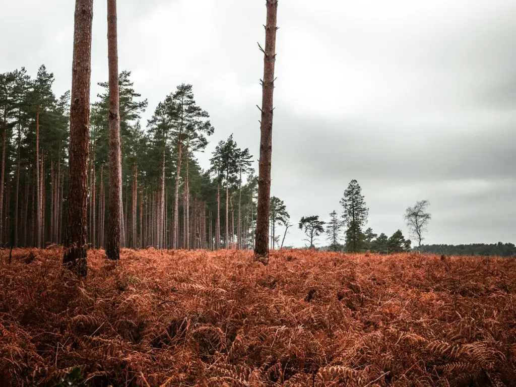 Lots of tall trees on the left and open area on the right on an overcast day in the New Forest.
