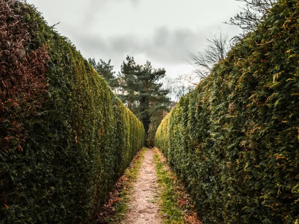 The Brockenhurst to Lymington walking trail with tall hedges on either side of it.