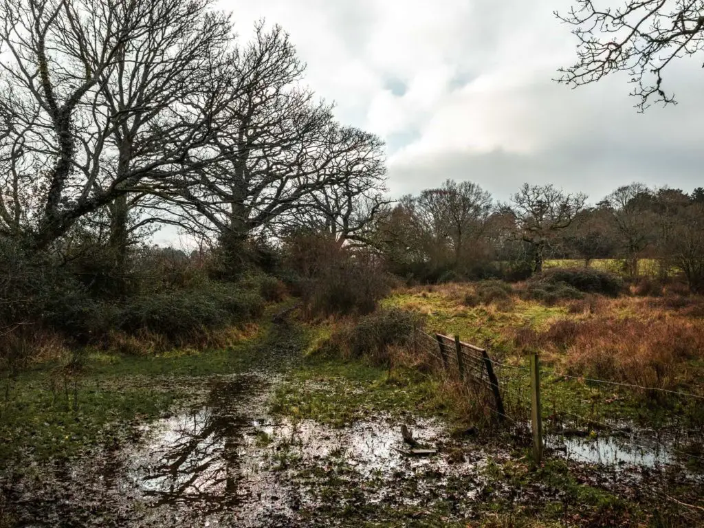 A big wet, muddy patch across the trail in the New Forest.