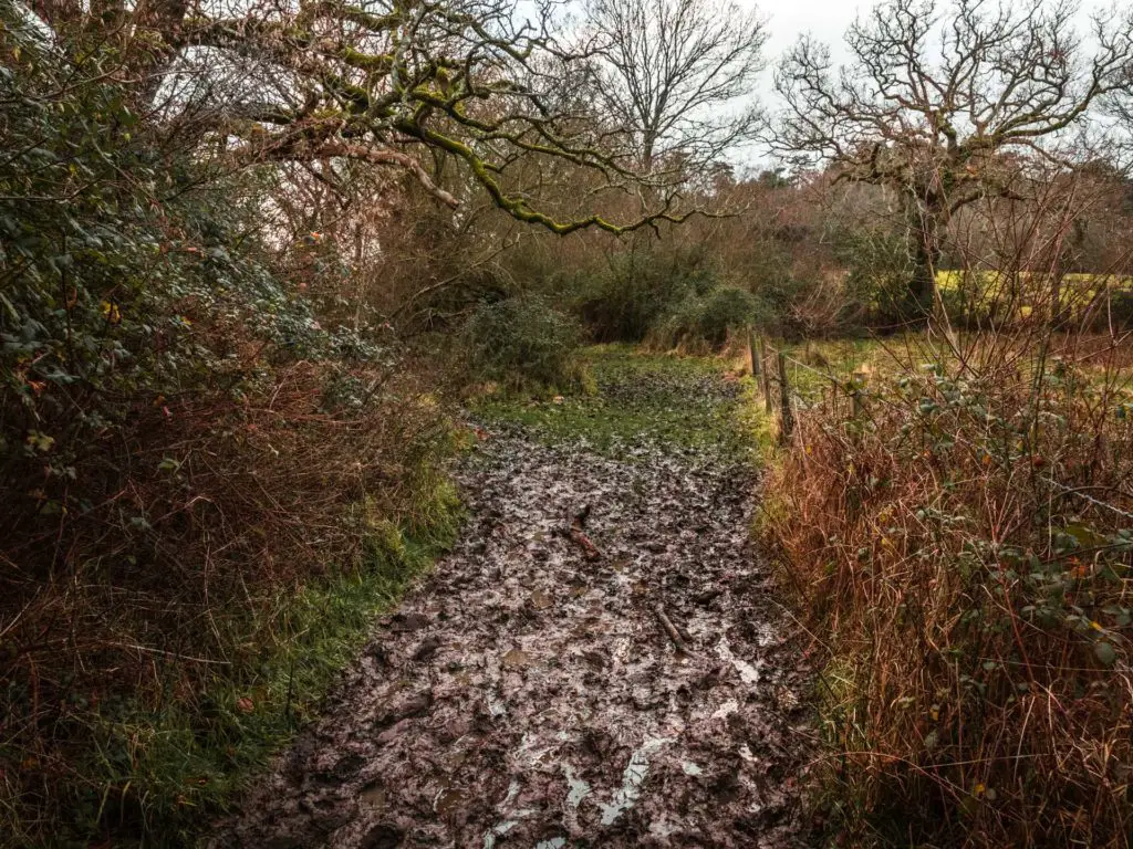 A big muddy patch on the ground covering the walking trail.