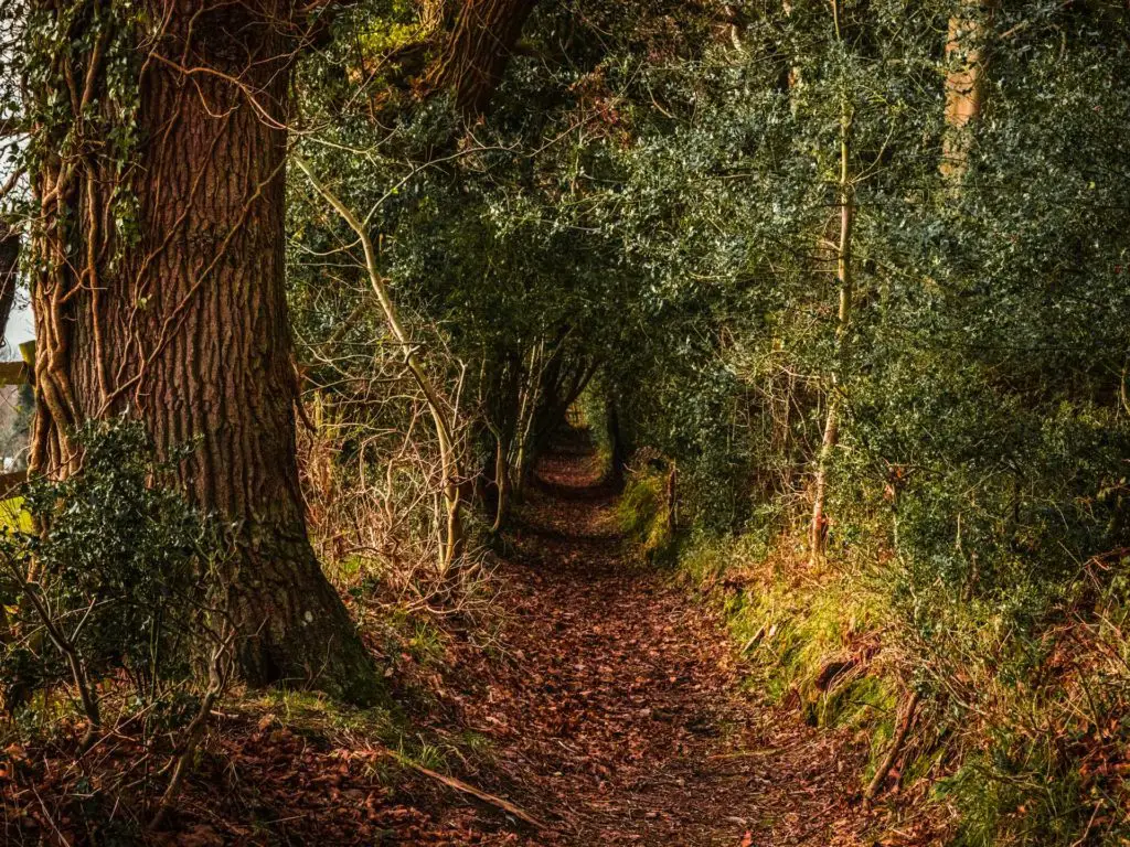 A trail covered in leaves on the walk from Brockenhurst to Lymington. The trail leads through a bush/tree tunnel.