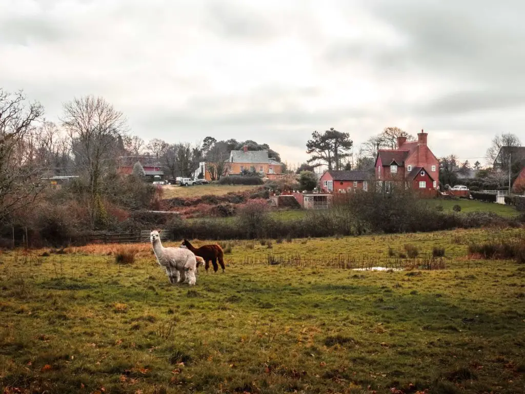 Two lamas in a green field in the New Forest. There is a cluster of houses in the background.