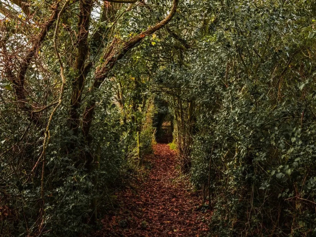 A leaf covered walking trail running through a bush/tree tunnel in the New Forest.