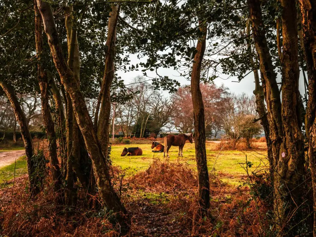 Looking through a gap in the trees to the green field and New Forest ponies.