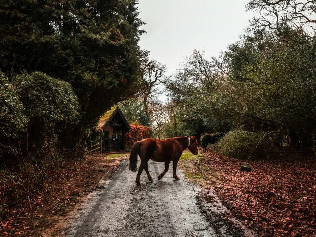 A New Forest pony walking across the road.